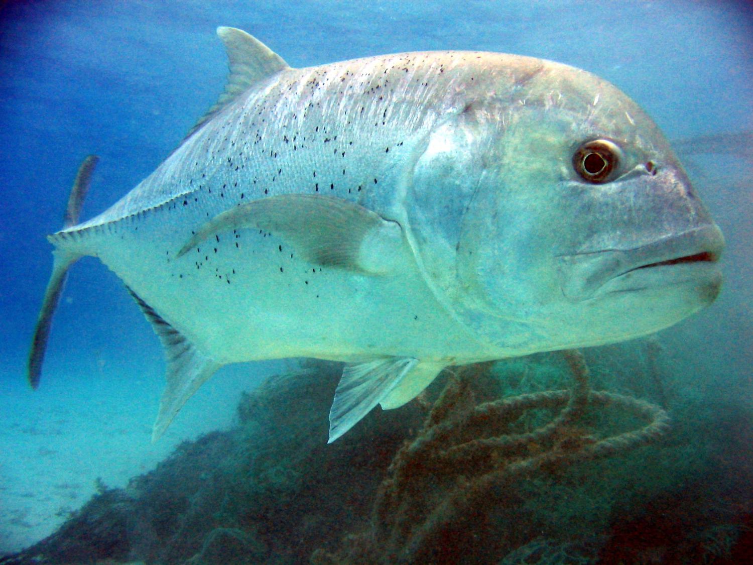 Giant Trevally Caranx Ignobilis 