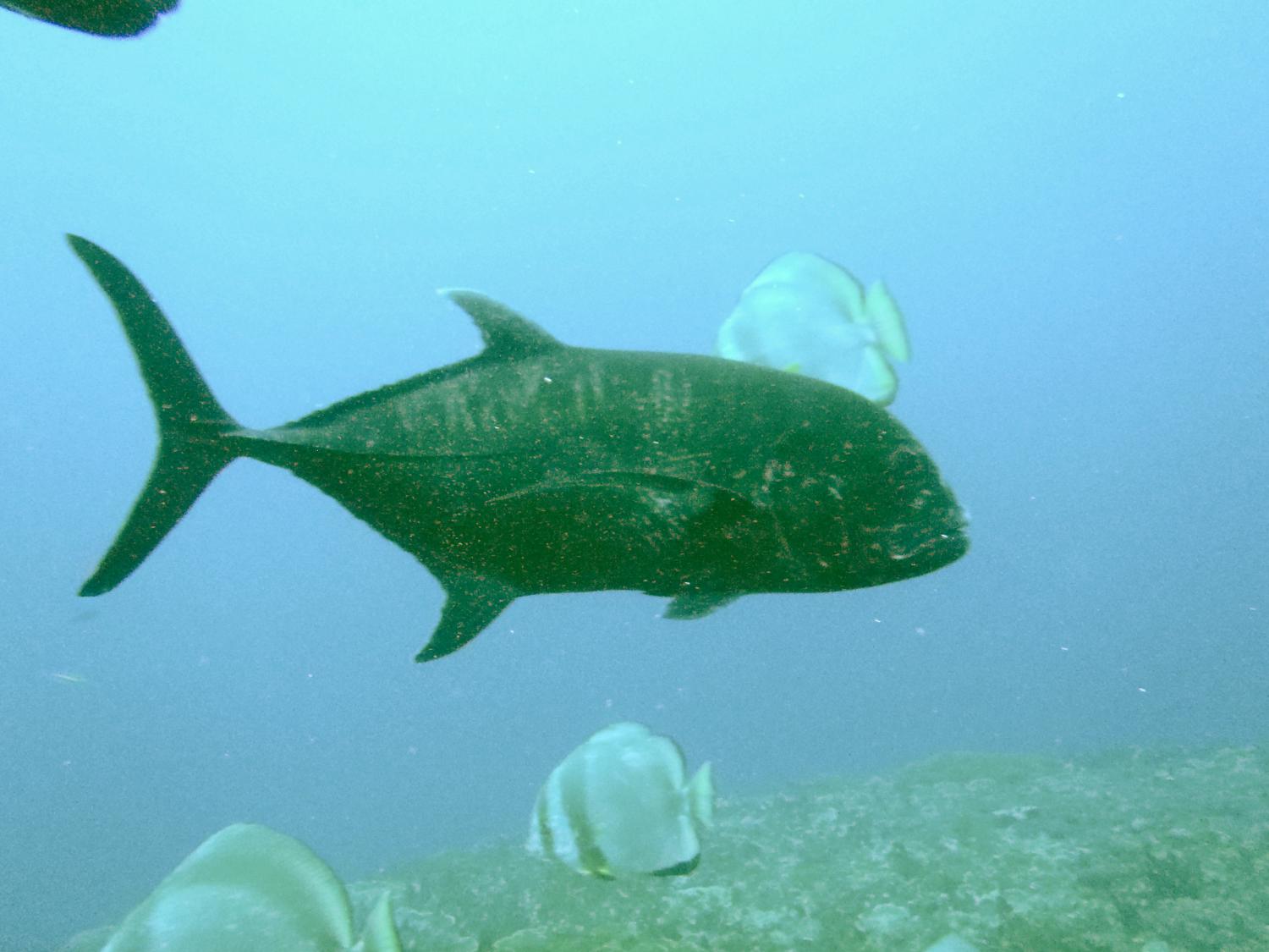 Giant trevally (Caranx ignobilis)