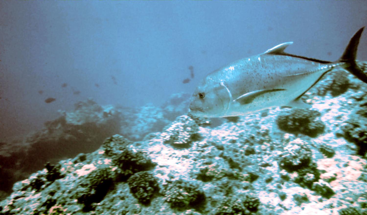 Giant trevally (Caranx ignobilis)