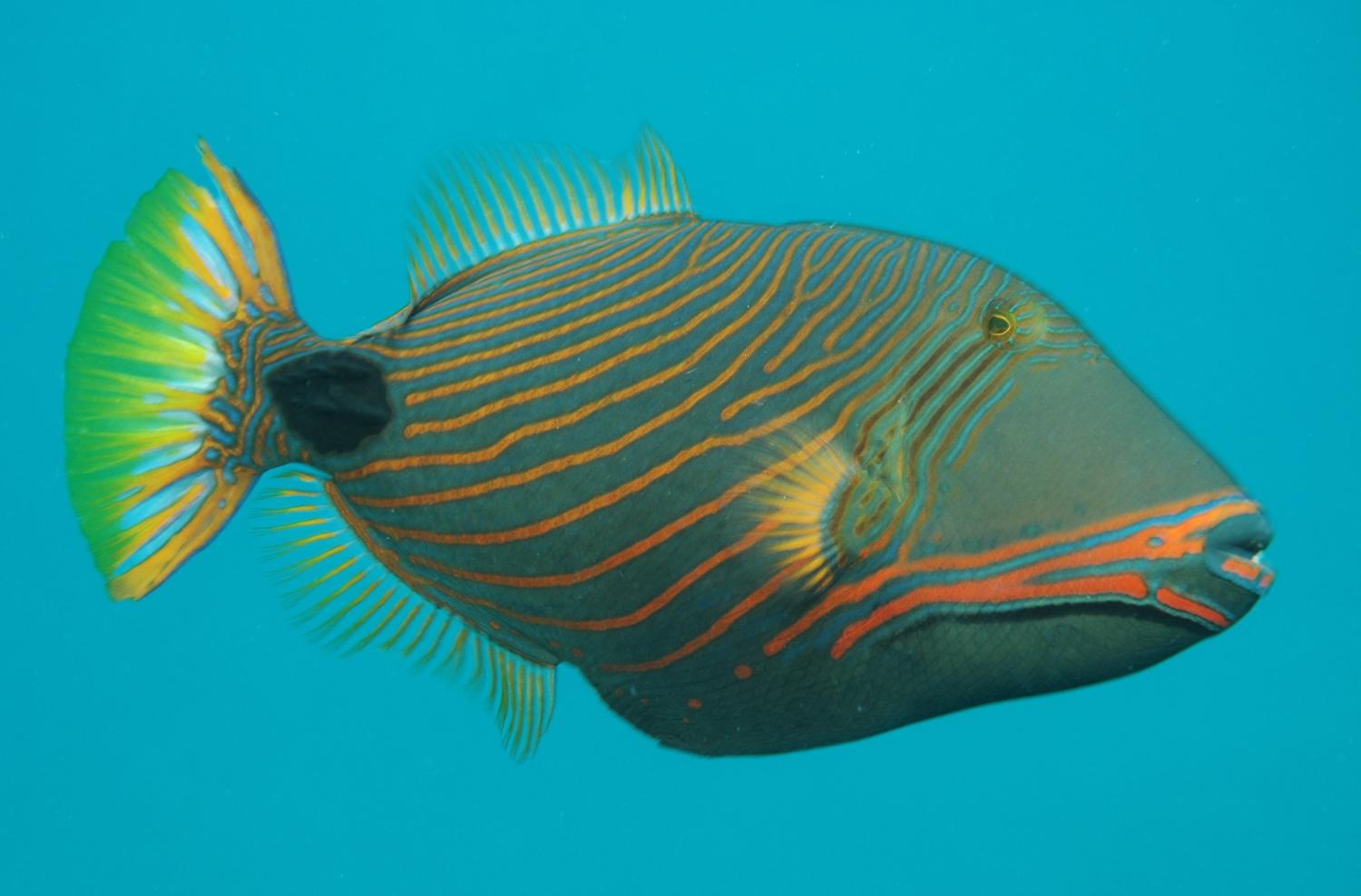 Orange-lined triggerfish (Balistapus undulatus)