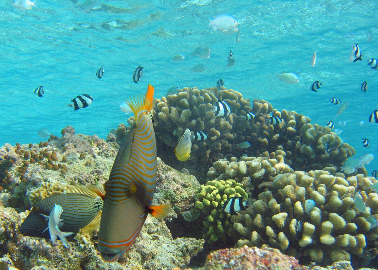 Orange-lined triggerfish (Balistapus undulatus)