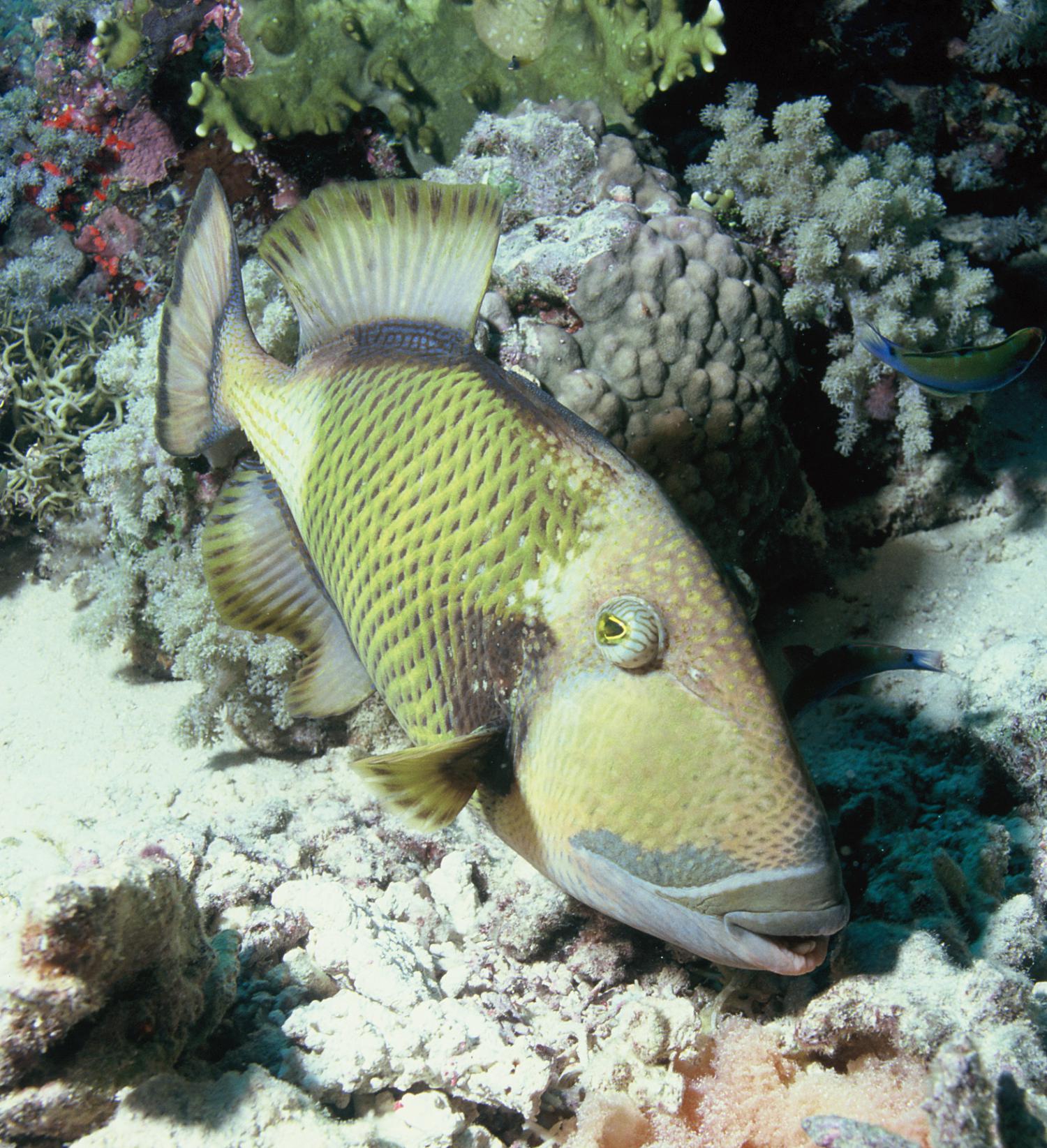 Titan triggerfish (Balistoides viridescens)