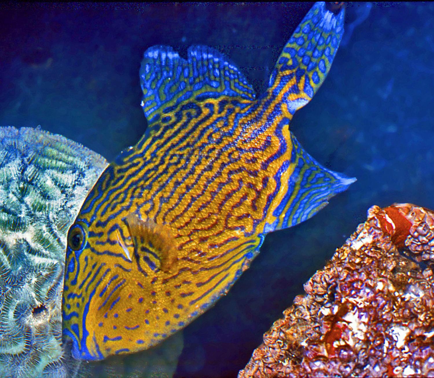 Blue triggerfish (Pseudobalistes fuscus)