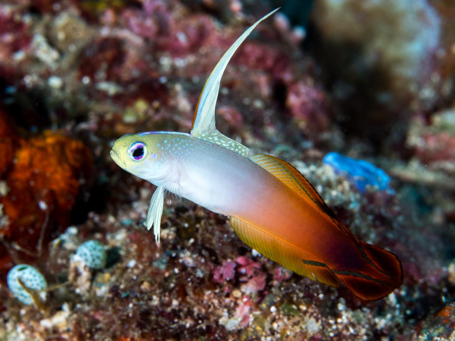 Red fire goby (Nemateleotris magnifica)