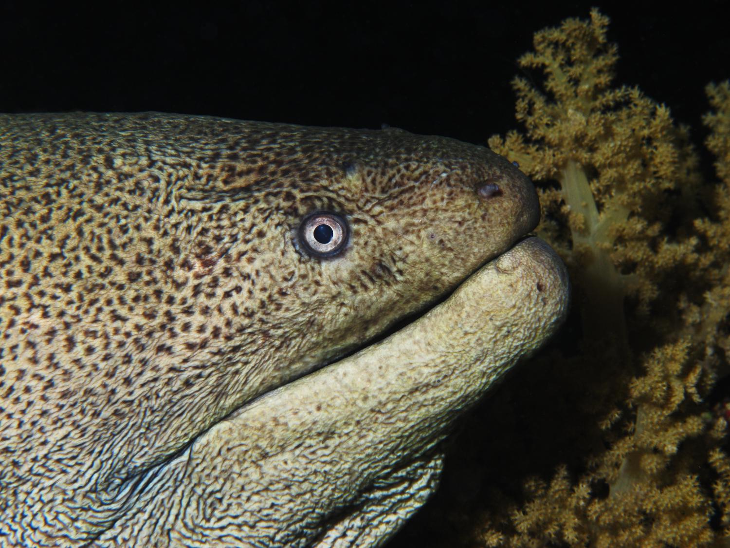 Giant moray (Gymnothorax javanicus)