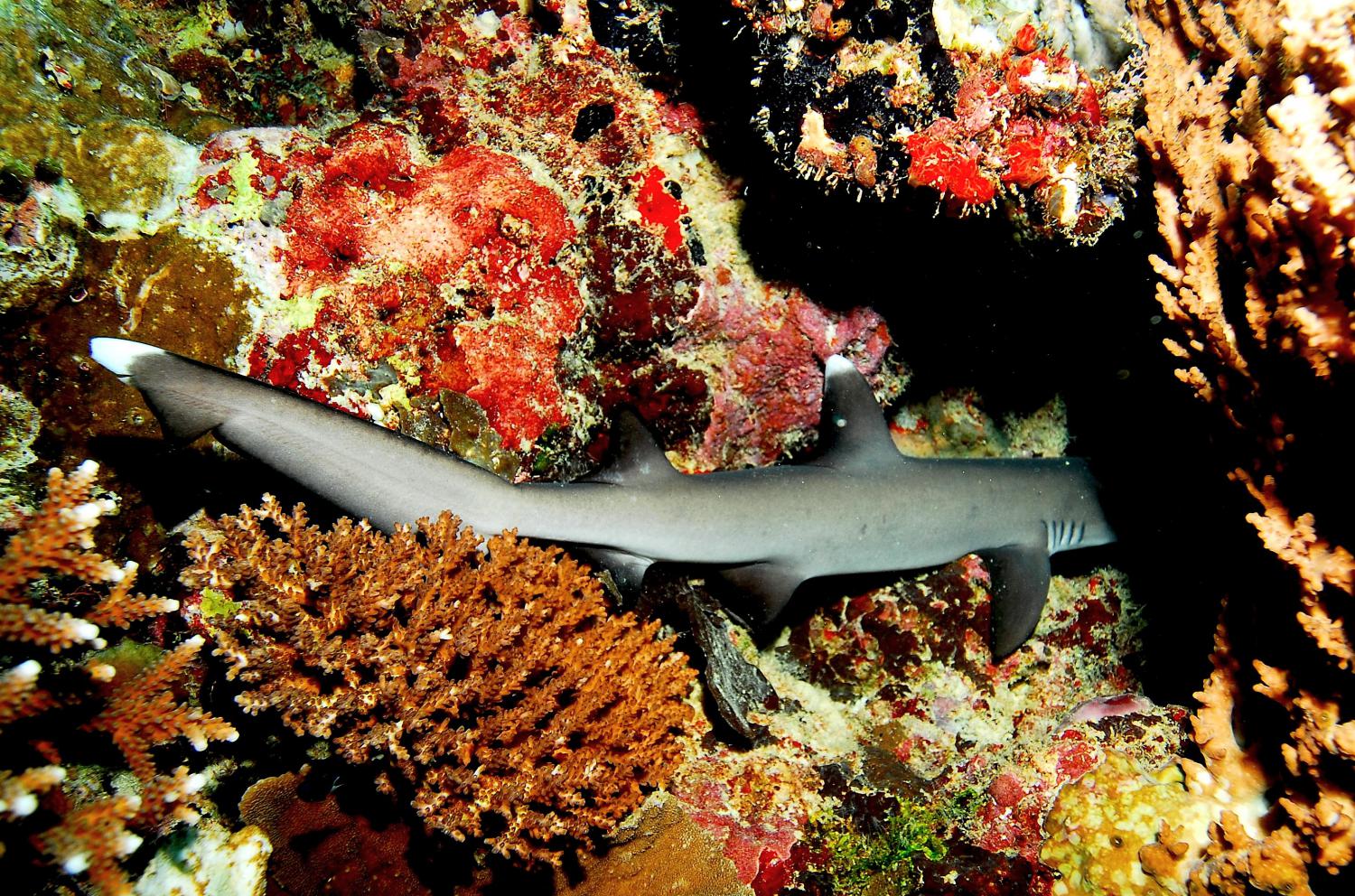 Whitetip reef shark (Triaenodon obesus)