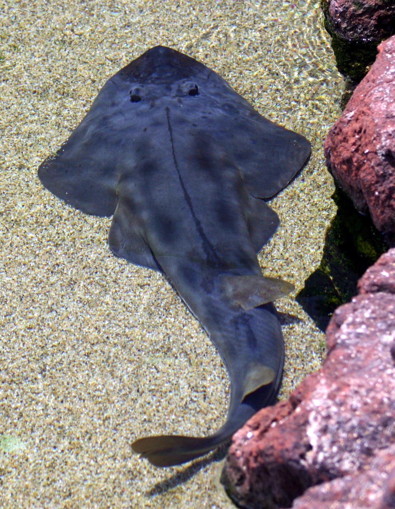 Shovelnose guitarfish (Rhinobatos productus)