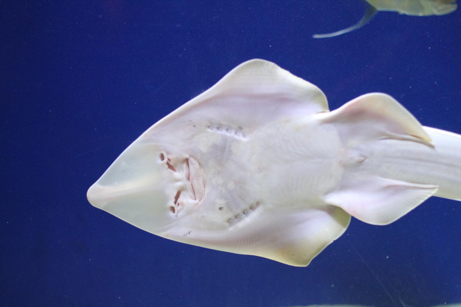 Shovelnose guitarfish (Rhinobatos productus)