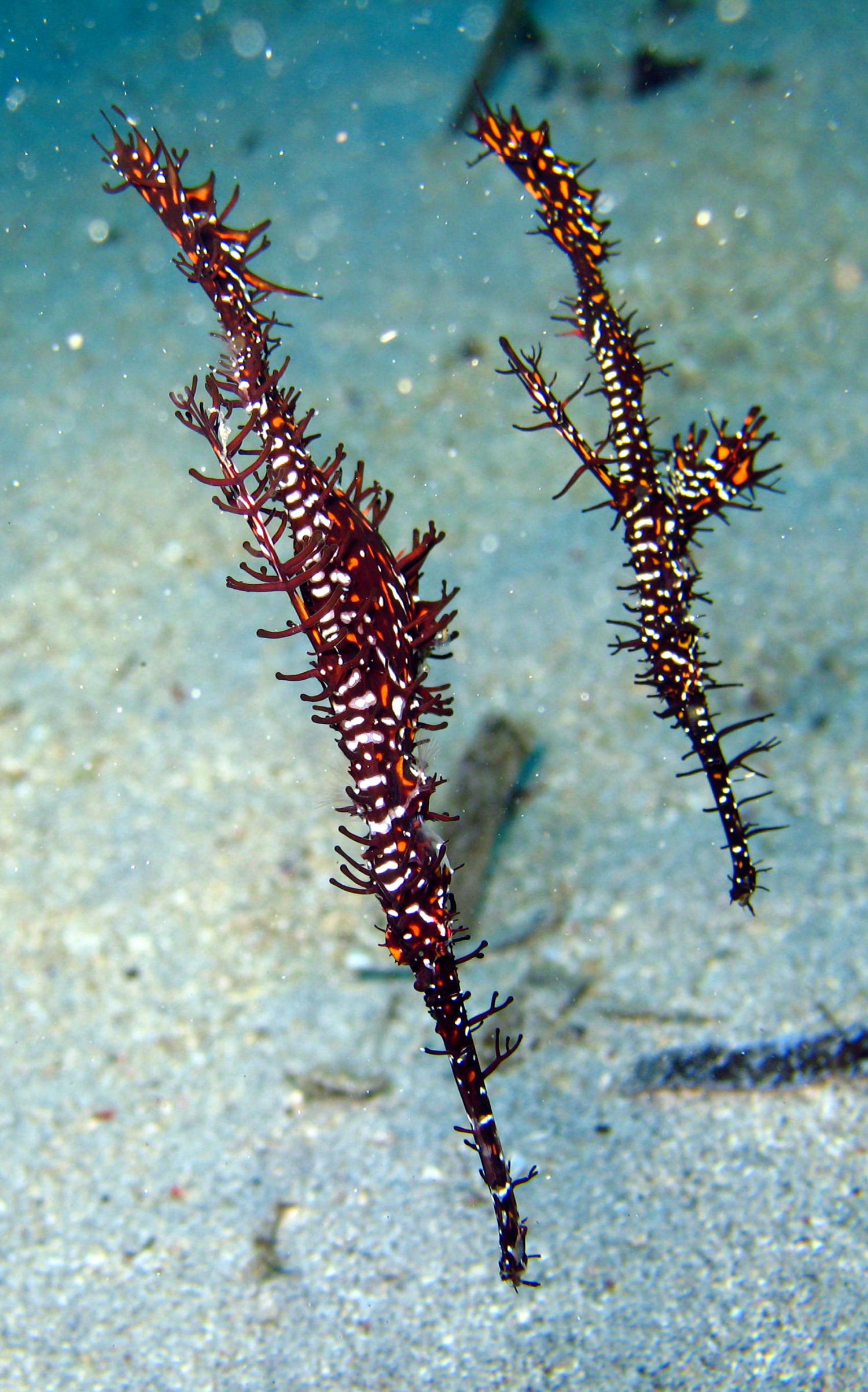 Ornate ghost pipefish (Solenostomus paradoxus)