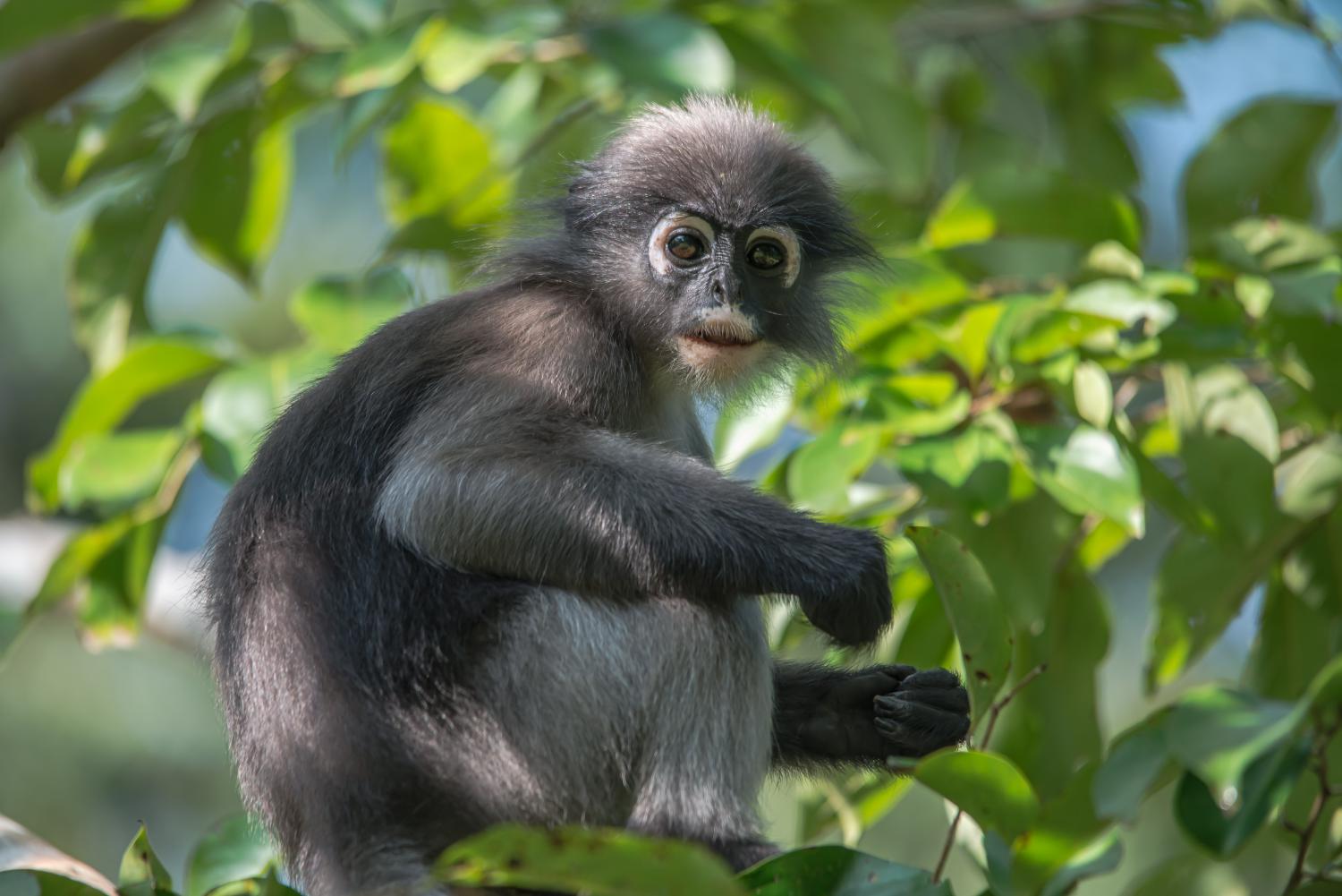 Premium Photo  Dusky leaf monkey in thailand national park