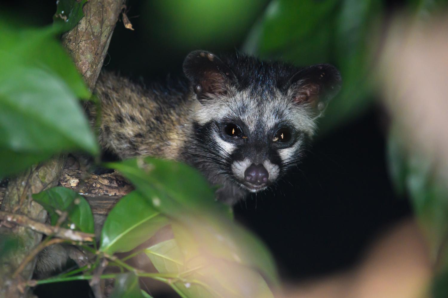 Common palm civet (Paradoxurus hermaphroditus)