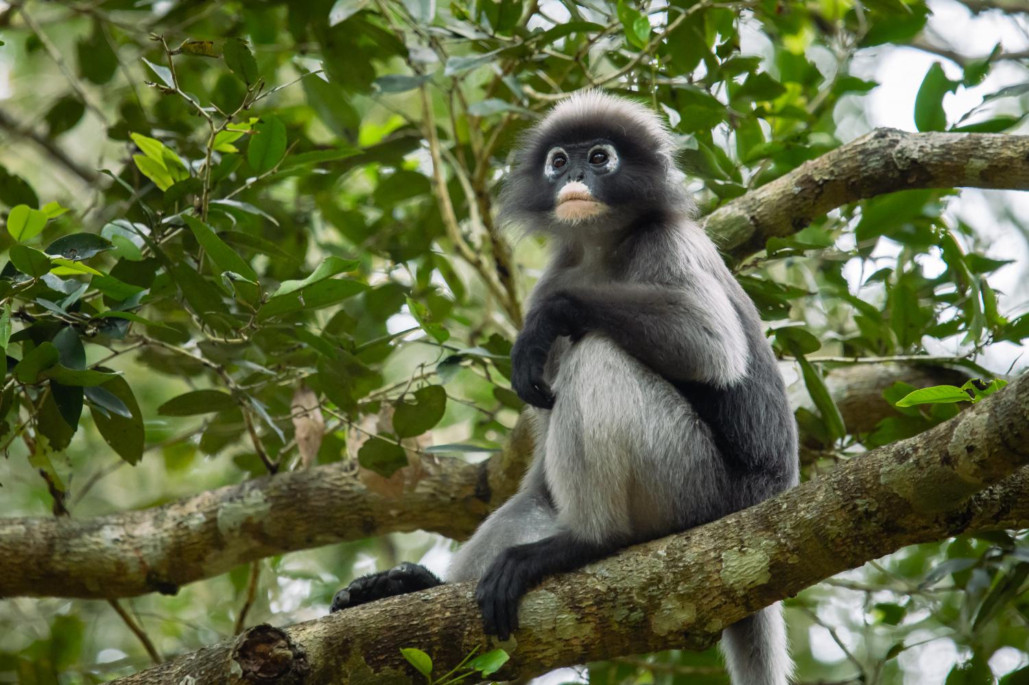 Dusky Leaf Monkey (Trachypithecus obscurus) adult, feeding on leaves,  sitting on branch (captive) - SuperStock