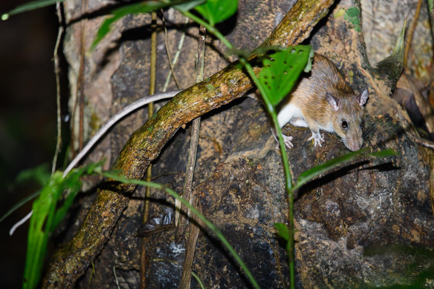 long tailed rat