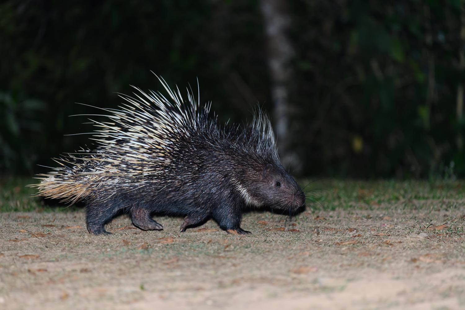 Волос дикобраза 4 буквы. Rhapidophyllum hystrix (Пальма дикобраза). Hystrix pumila. Hystrix REFOSSA. Porcupine Shake.