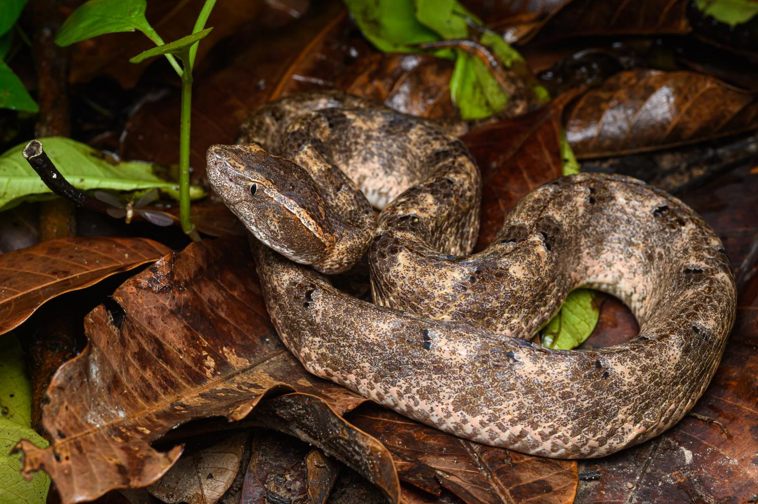 Malaysian Viper