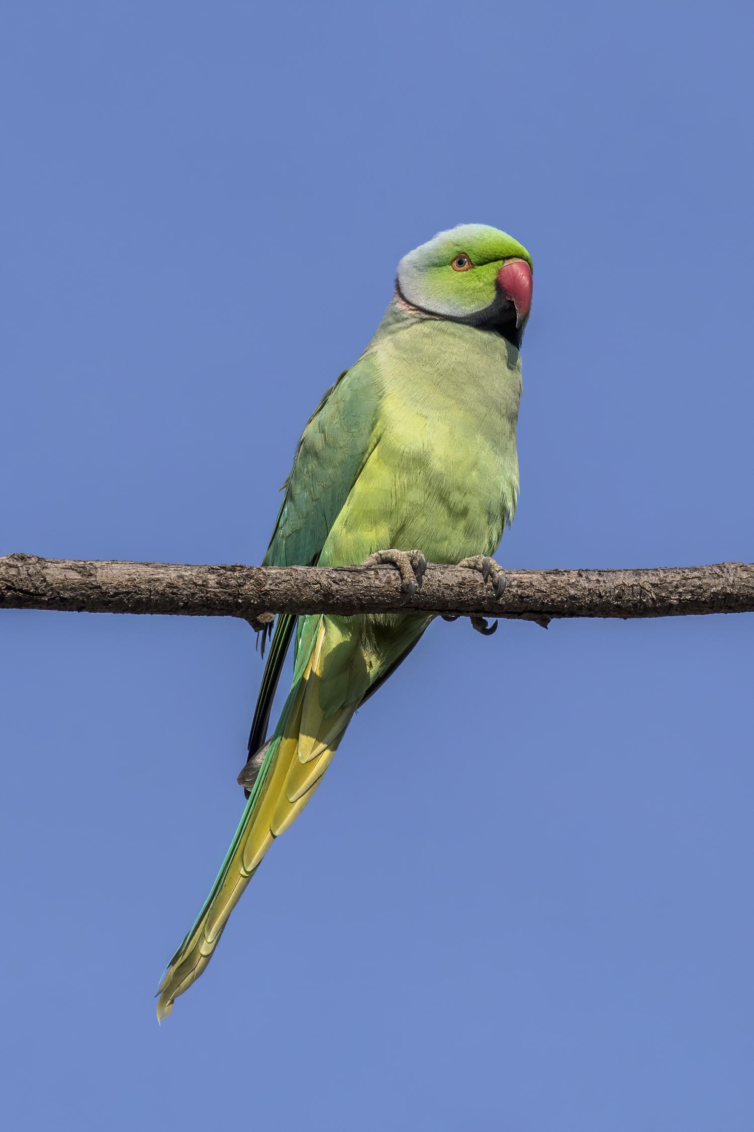 Rose Ringed Parakeet Psittacula Krameri