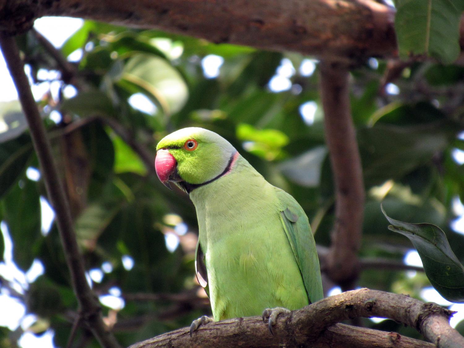Ring-necked/Rose-ringed Parakeet