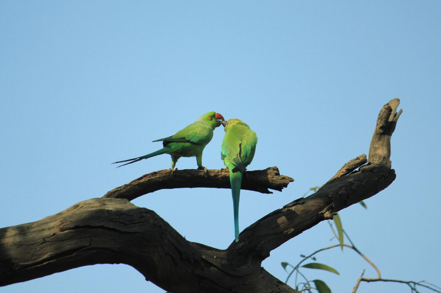 Indian ringneck parakeet: animal pest alert | Agriculture and Food