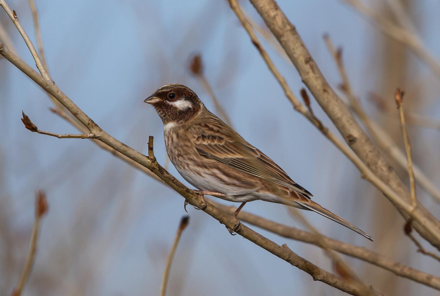 Pine bunting (Emberiza leucocephalos)