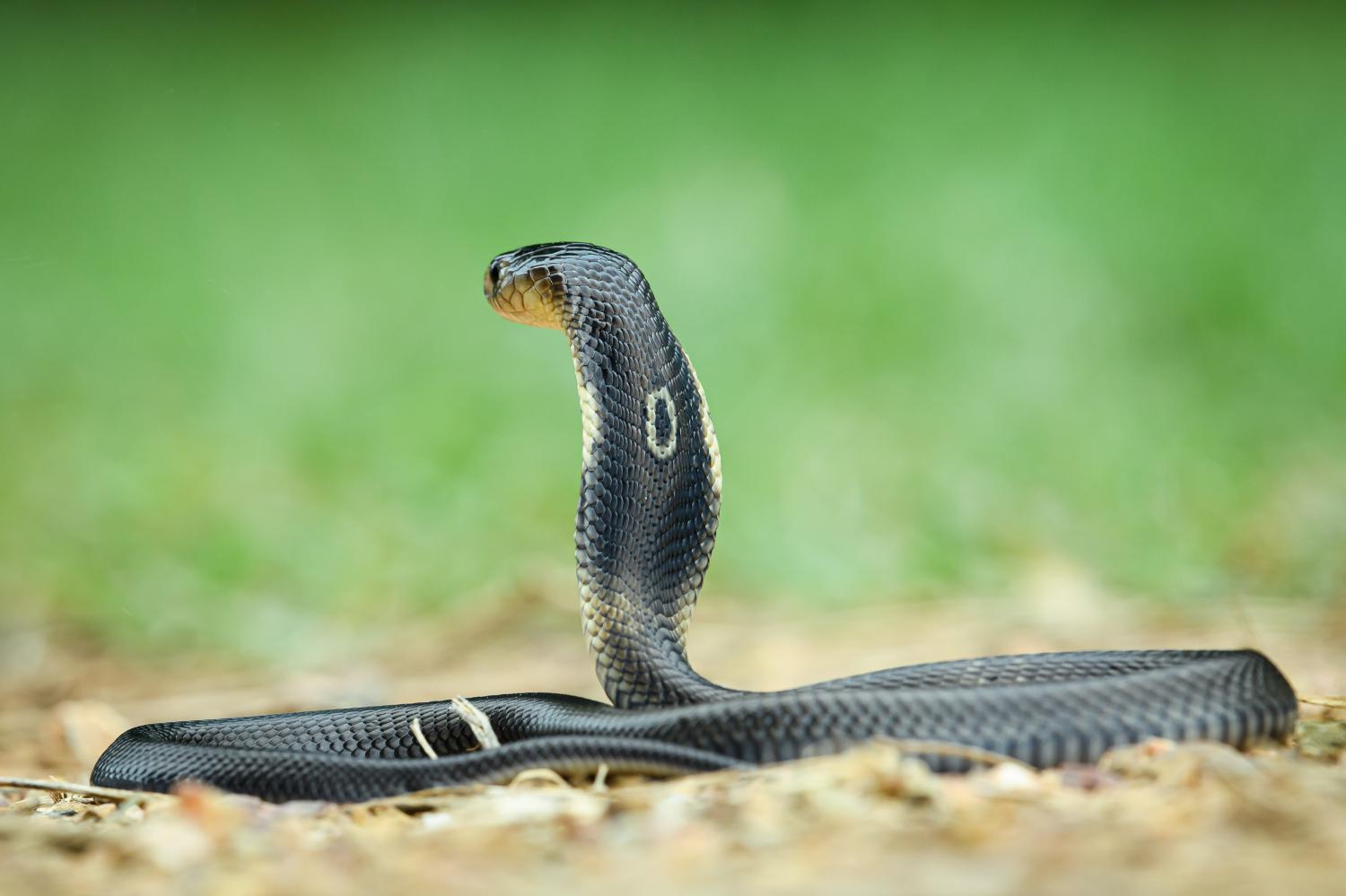 Monocled Cobra - KHAO SOK National Park, Thailand