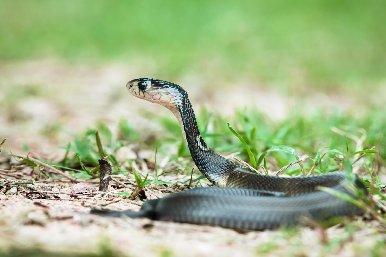 BRCS - Badu Reptile Conservation Society - Monocled Cobra (Naja kaouthia) /  Highly venomous. কেউটিয়া সাপ (বিষধর) [ Lesson, 1831] Monocled cobra's are  one of the true cobra species found in India