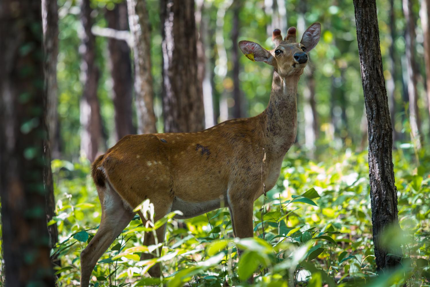 Eld's deer (Rucervus eldii)