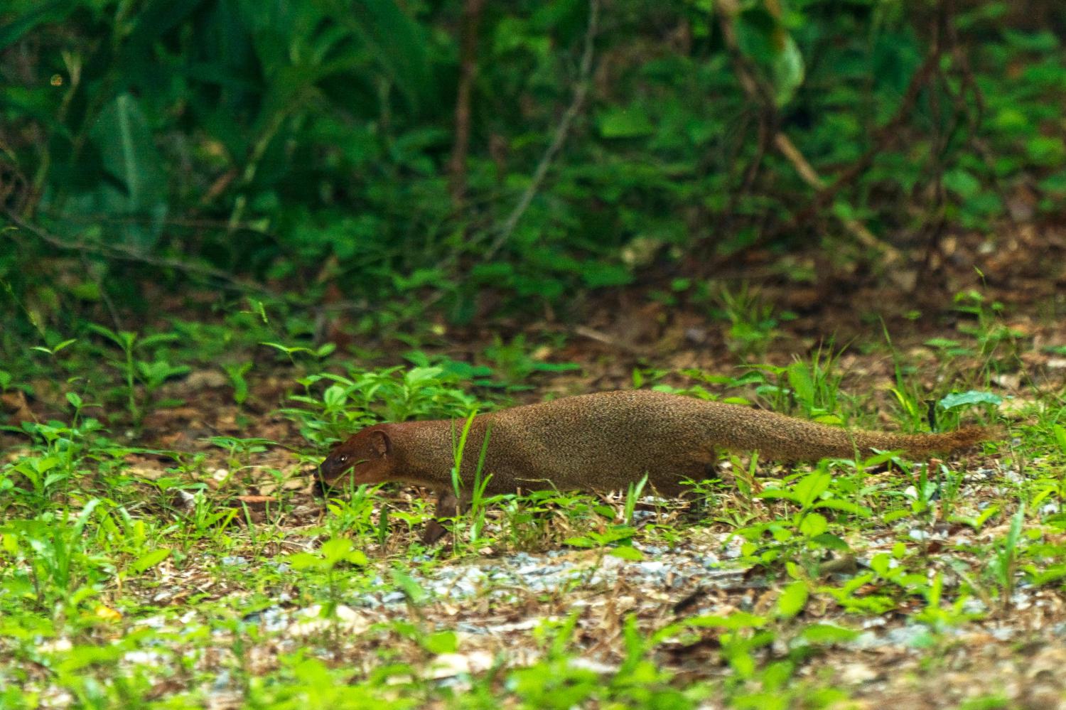 Small Asian Mongoose Herpestes Javanicus 5190