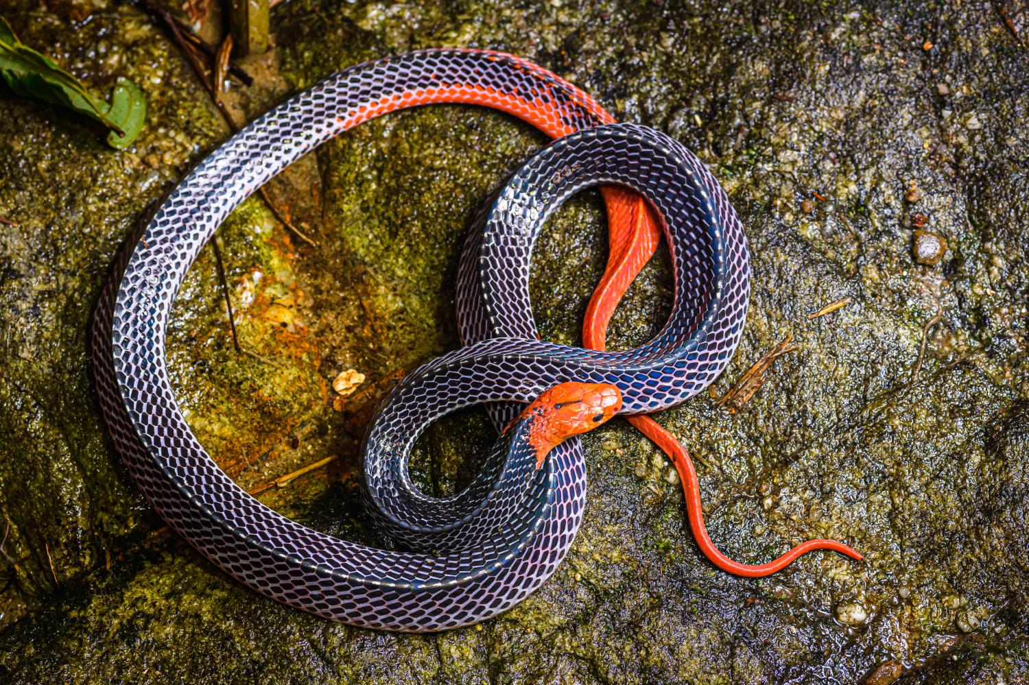 Red-headed krait (Bungarus flaviceps)