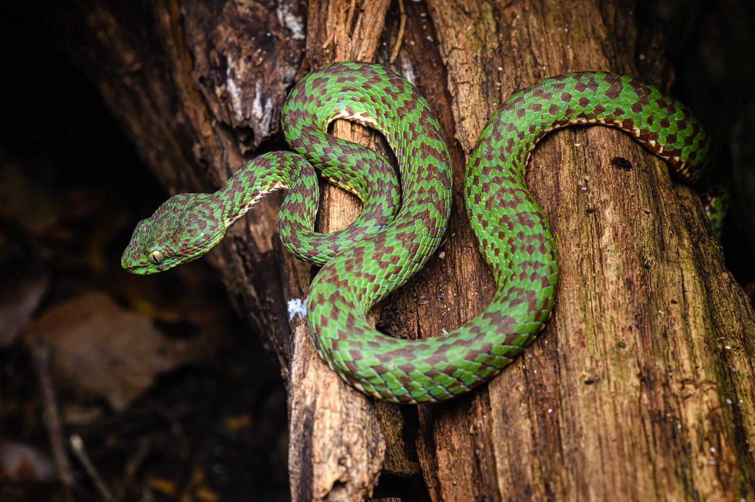 Beautiful pit viper (Trimeresurus venustus)