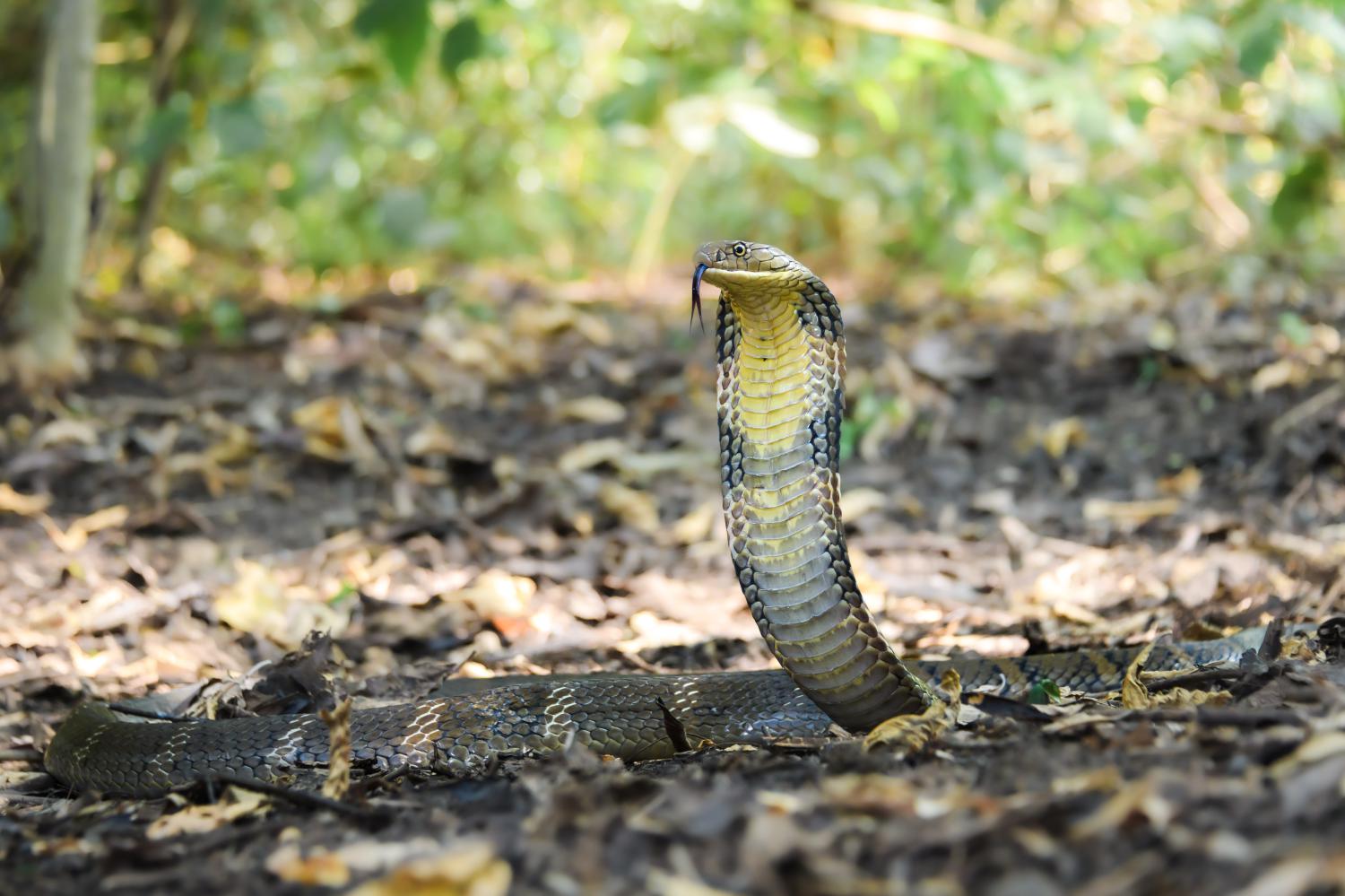 The King Cobra is a highly venomous snake, but it isn't a true cobra. Their  scientific name is Ophiophagus hannah, which translates to