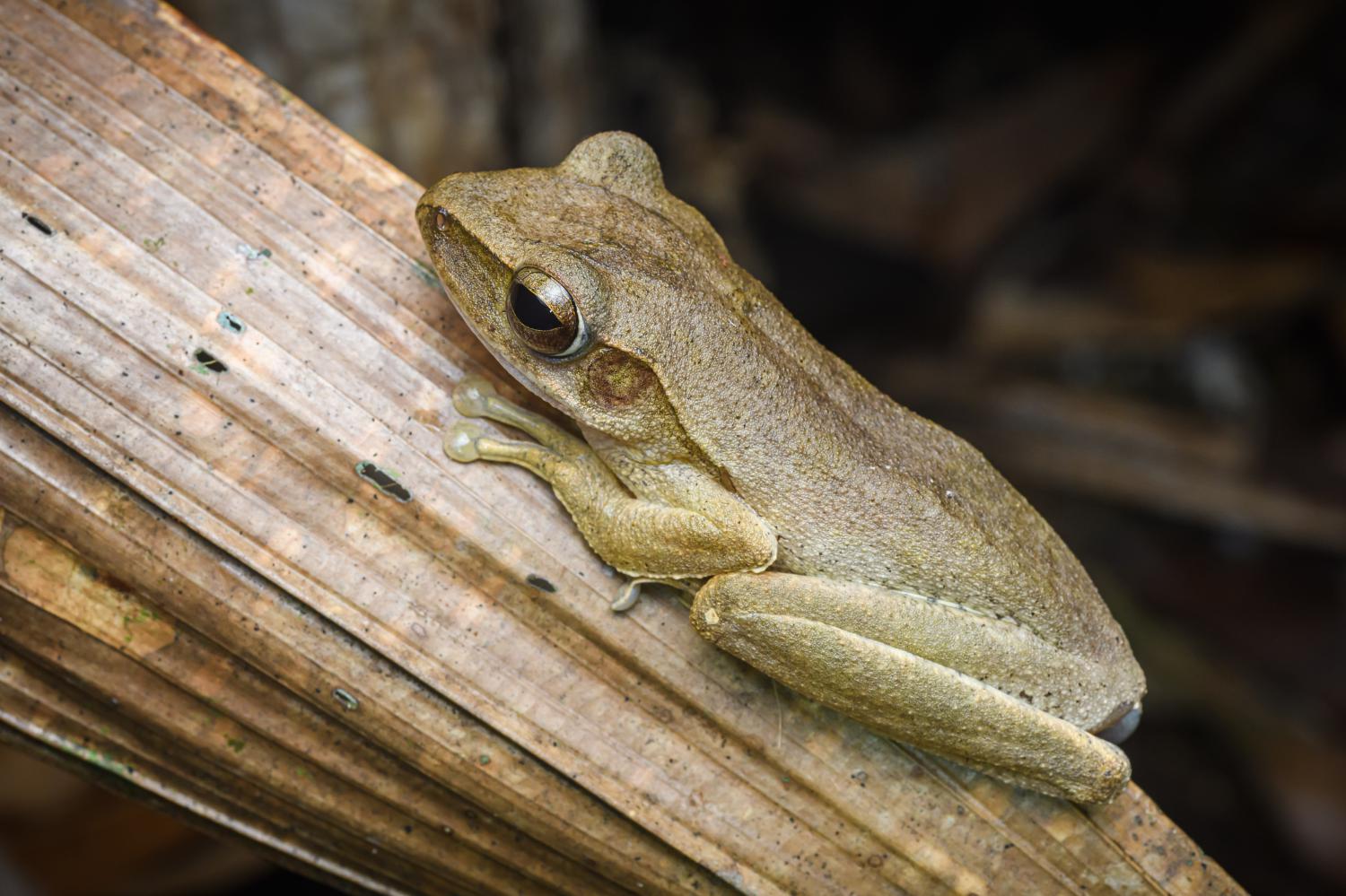 Golden Tree Frog - Polypedates leucomystax - The Tye-Dyed Iguana - Reptiles  and Reptile Supplies in St. Louis.