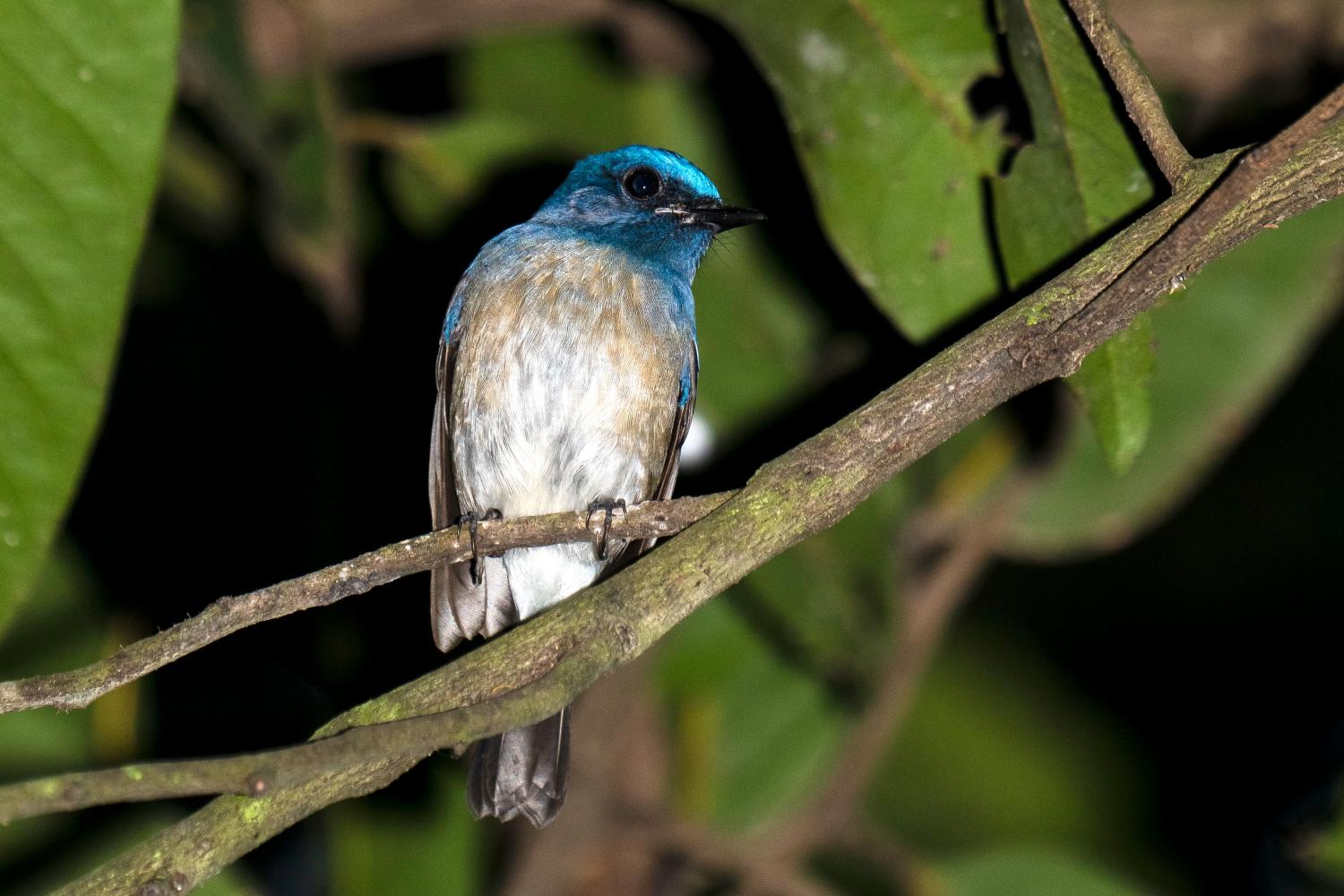 Hainan blue flycatcher (Cyornis hainanus)