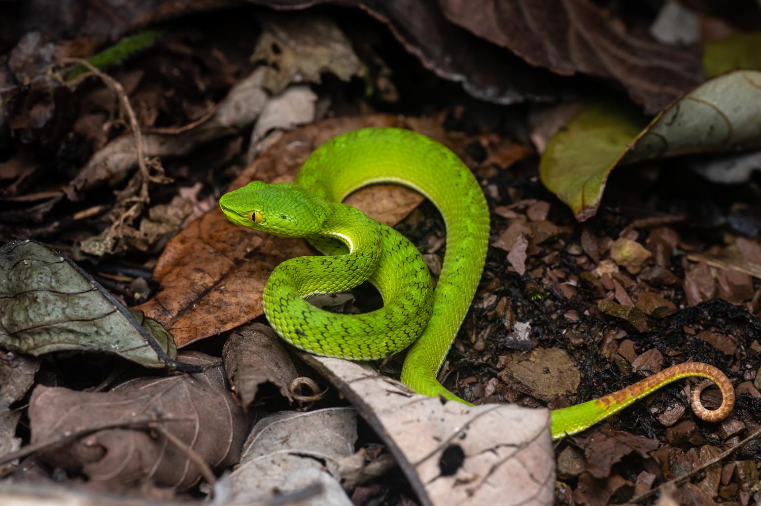 Gumprecht's pit viper (Trimeresurus gumprechti)