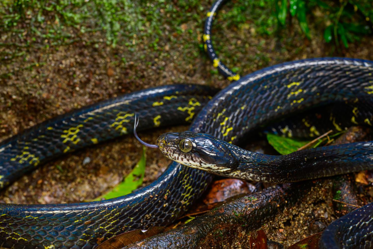 Dog-toothed cat snake (Boiga cynodon)