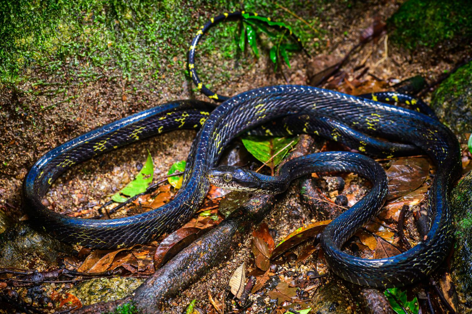 Dog-toothed cat snake (Boiga cynodon)