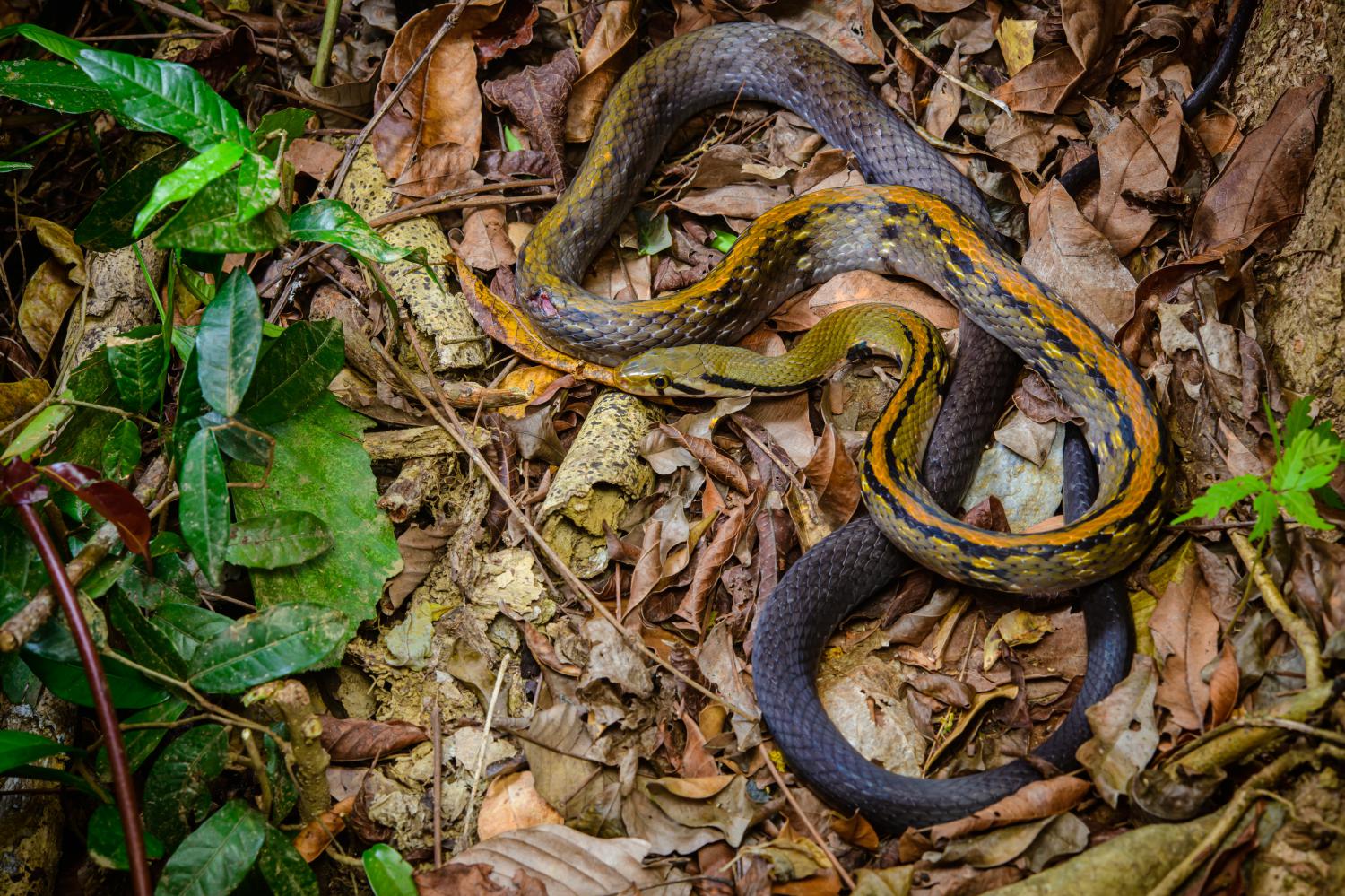 File:Yellow striped black snake.jpg - Wikipedia