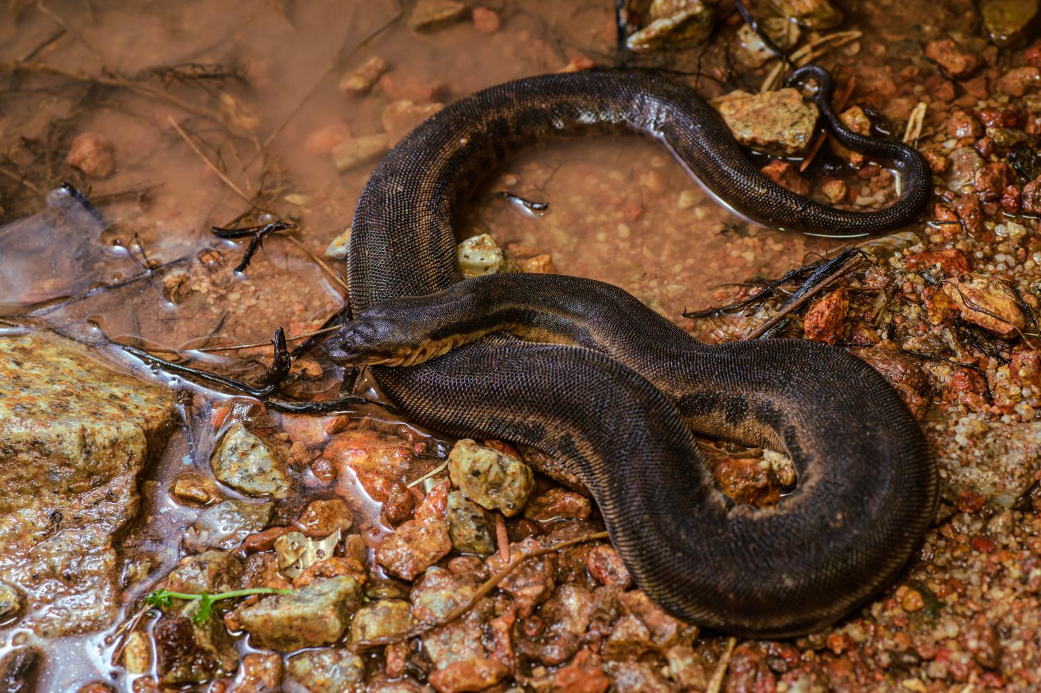 Acrochordus Javanicus