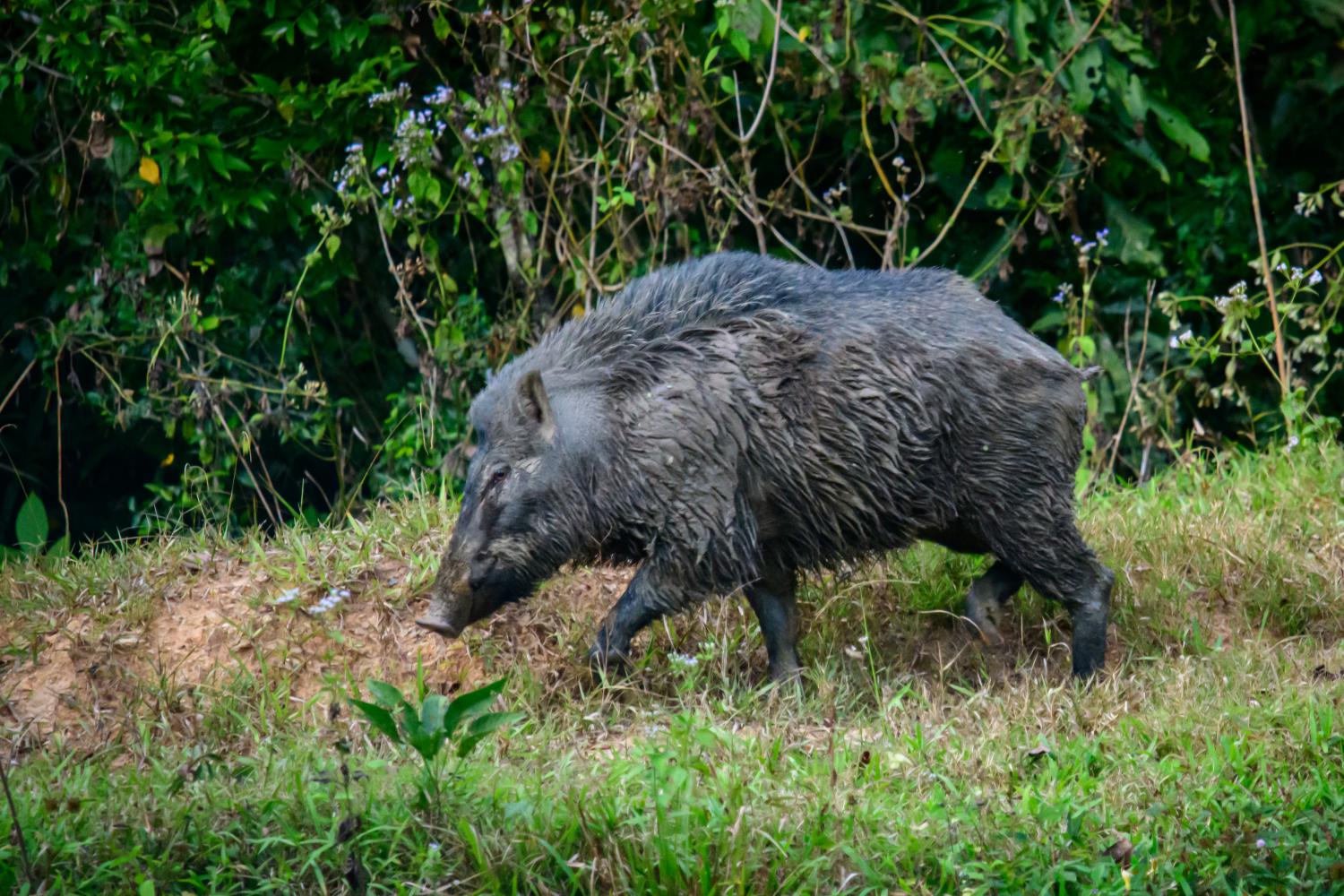 Wild boar (Sus scrofa)