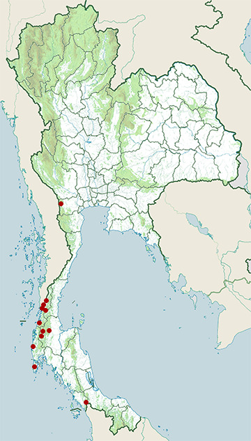 Distribution map of Tasan dwarf mountain frog, Alcalus pullus in Thailand