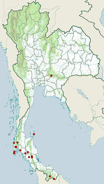 Distribution map of Müller's blind snake, Argyrophis muelleri in Thailand