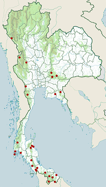 Distribution map of Yellow-striped racer, Coelognathus flavolineatus in Thailand
