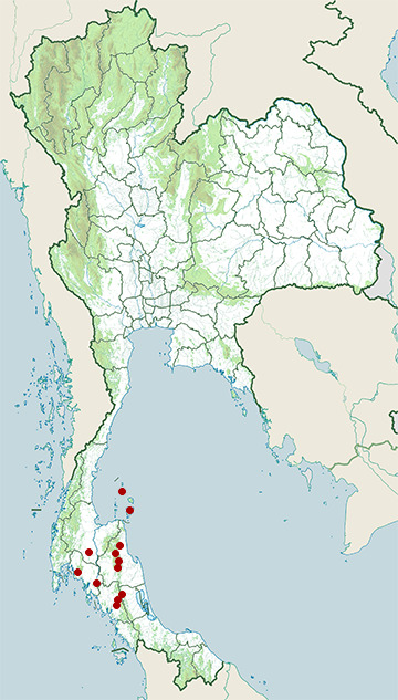 Distribution map of Spotted bent-toed gecko, Cyrtodactylus zebraicus in Thailand