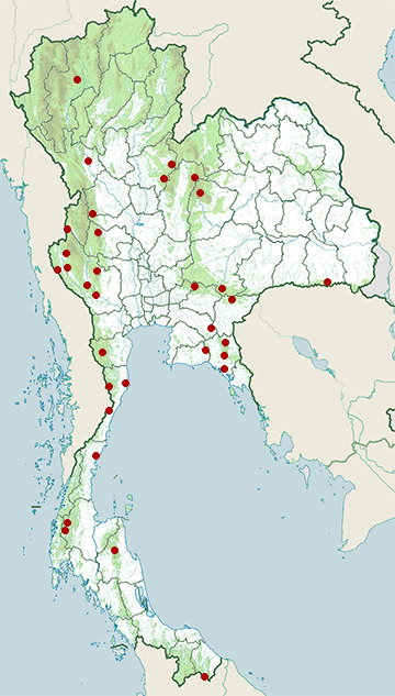 Distribution map of Northern red muntjac, Muntiacus vaginalis in Thailand