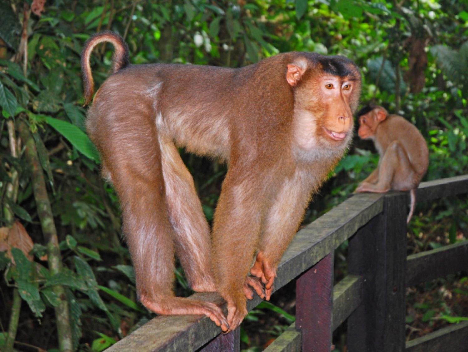 Southern pig-tailed macaque (Macaca nemestrina)