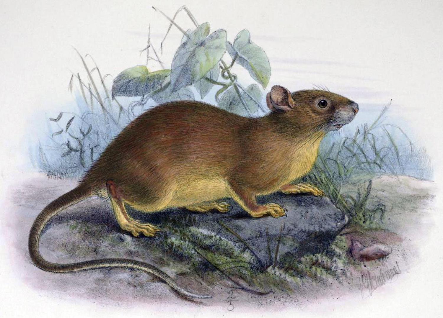 Bower's white-toothed rat (Berylmys bowersi)