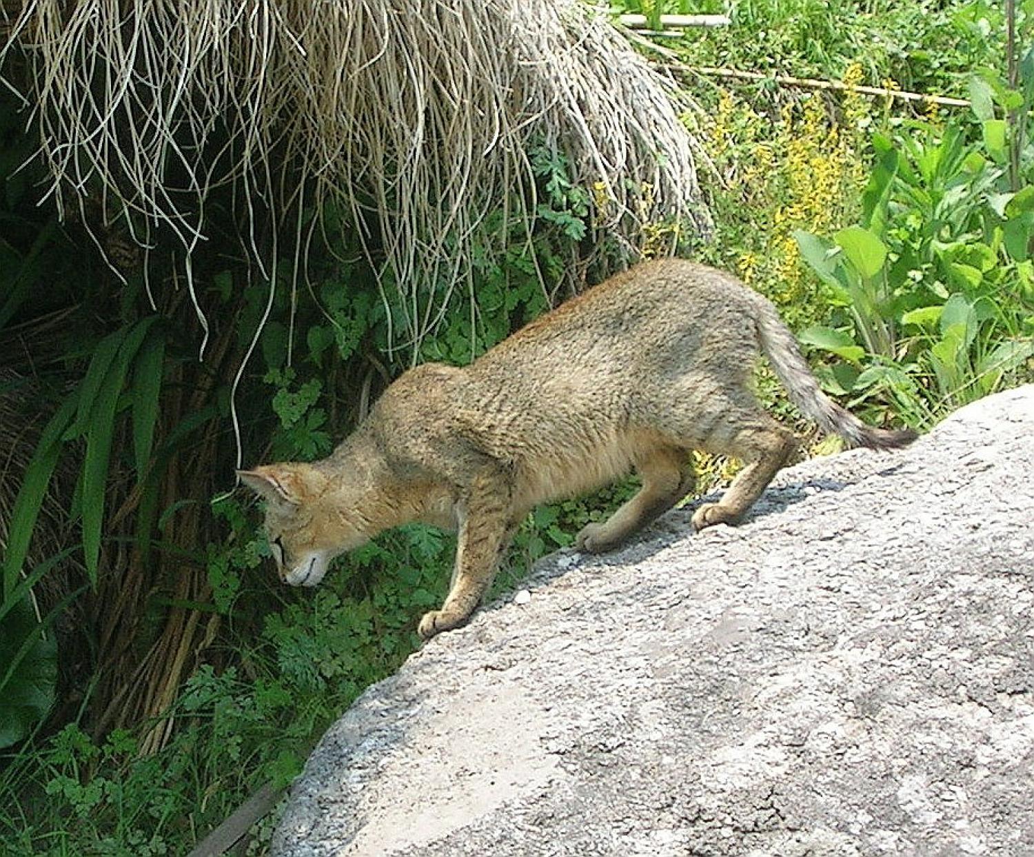 Камышовый кот охотится