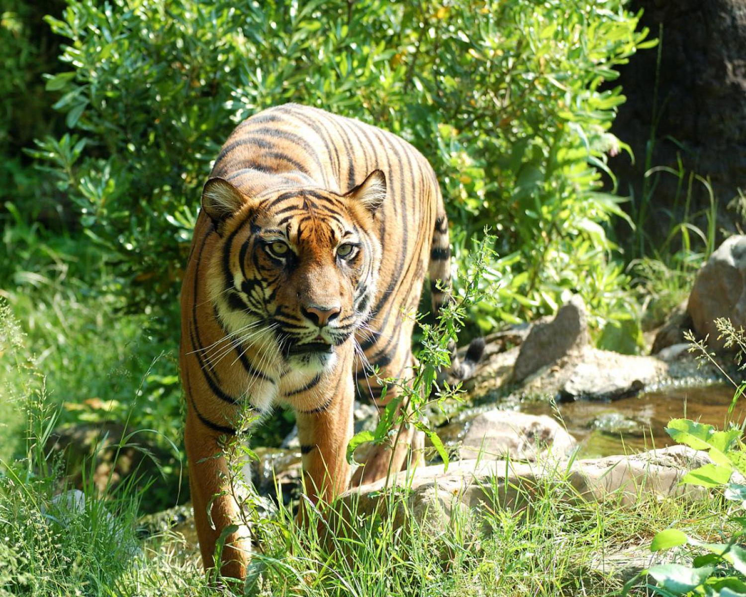 Tiger (Panthera tigris)