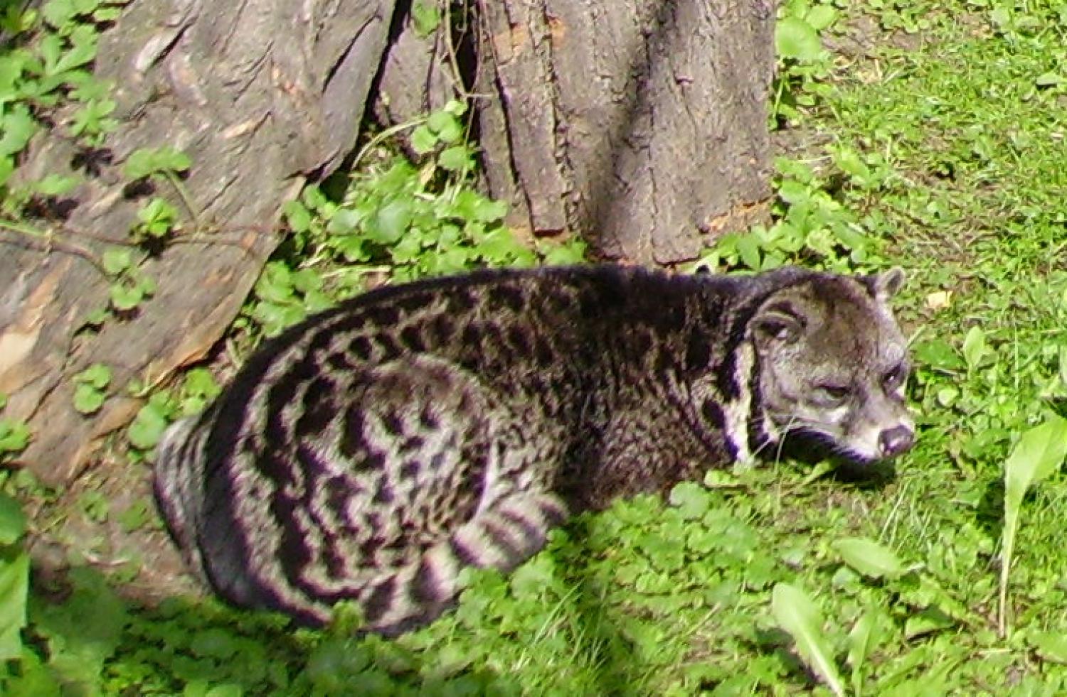 Malayan civet (Viverra tangalunga)