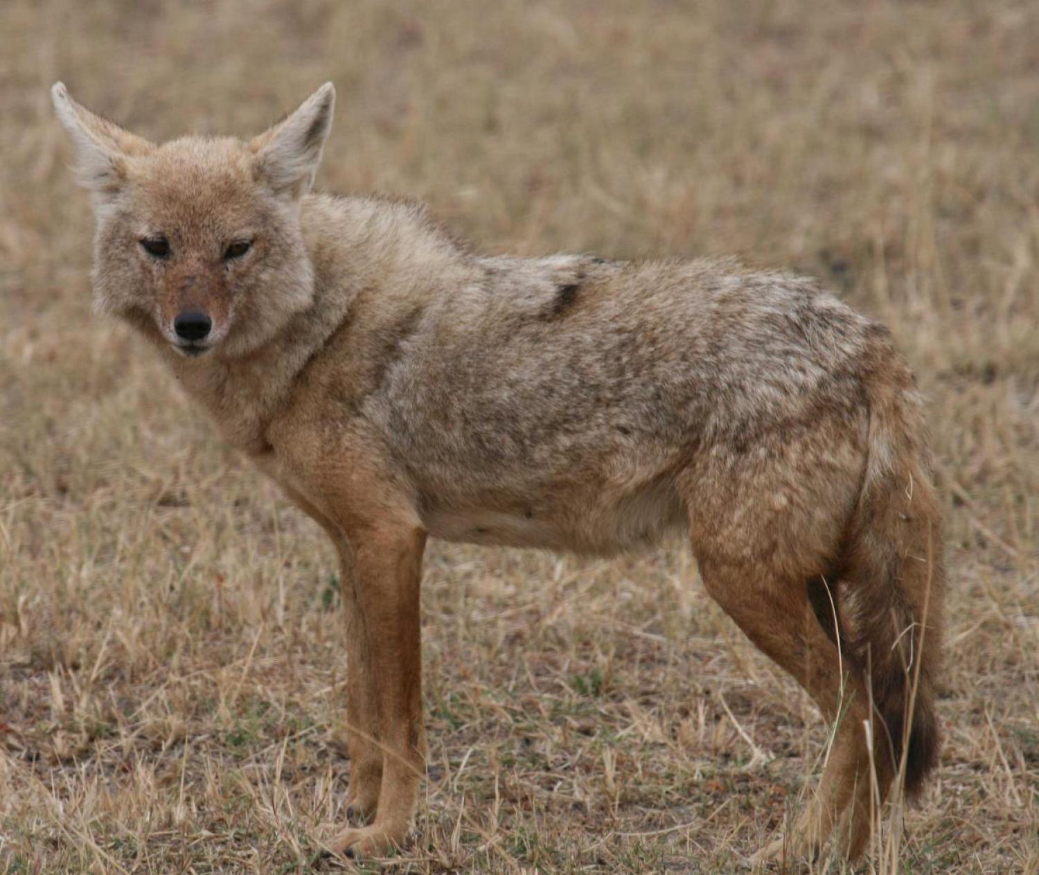 Golden jackal (Canis aureus)