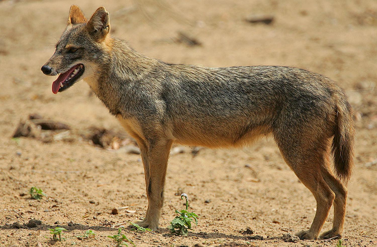 are jackals related to dogs